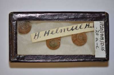 Phacussia helmsi (Hutton): CHAROPIDAE