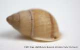 mollusc: shell