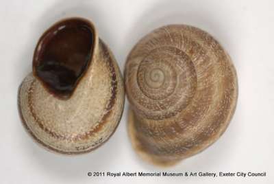 Otala lactea (Mueller): HELICIDAE: milk snail: Spanish snail: vineyard snail