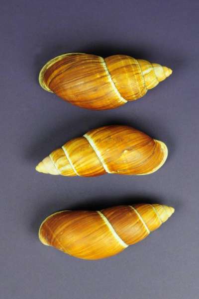 BULIMULIDAE: Placostylus shongi (Lesson): land snail
