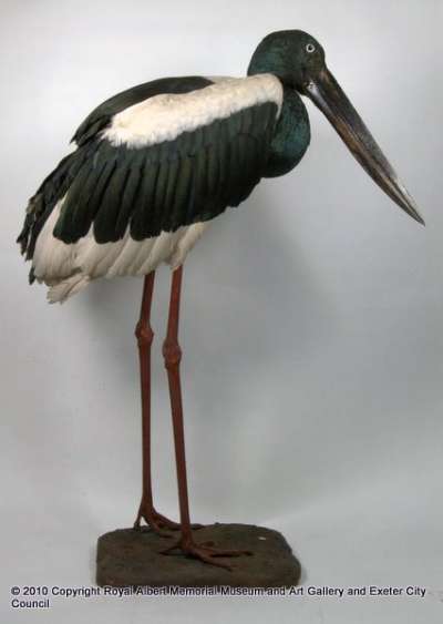 CICONIIDAE: Ephippiorhynchus asiaticus (Latham): black necked stork