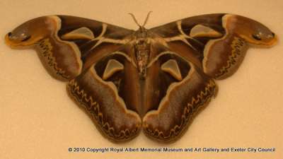 SATURNIIDAE: Archaeoattacus edwardsii White, 1859: Edward’s Atlas moth