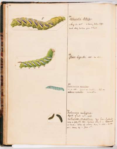 lepidoptera larvae drawings