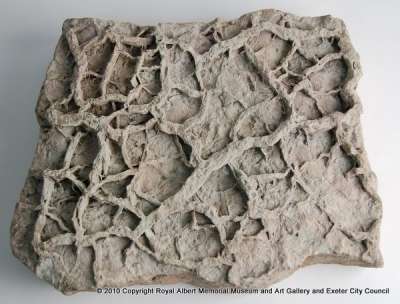 sandstone slab with refilled sun cracks