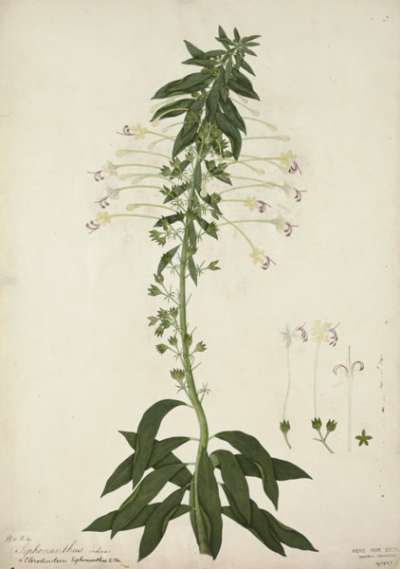 Image from collection: Company School botanical drawings