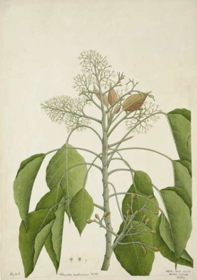 Aleurites Moluccana Willd