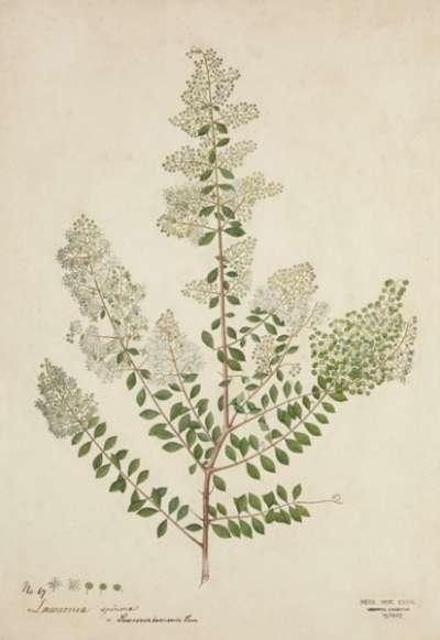 Lawsonia spinosa