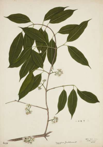 Syzygium Jambolanum DC