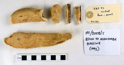 faunal bone, human remains