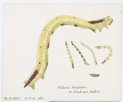 Cidaria Corylata. on Birch and Sallow.