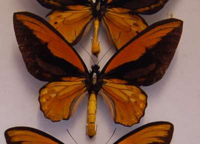 PAPILIONIDAE: Troides croesus (Wallace): Wallace's golden birdwing butterfly