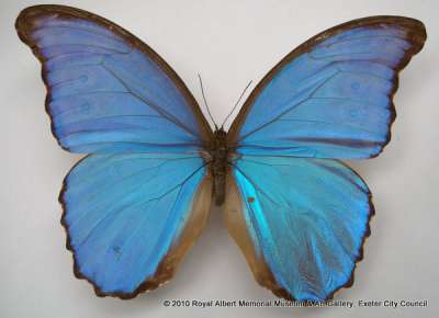 NYMPHALIDAE; Morpho didius Hopffer, 1874: giant blue morpho