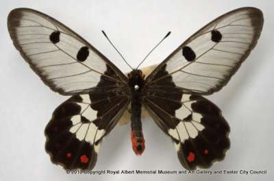 PAPILIONIDAE: Cressida cressida (Fabricius, 1775): clearwing swallowtail