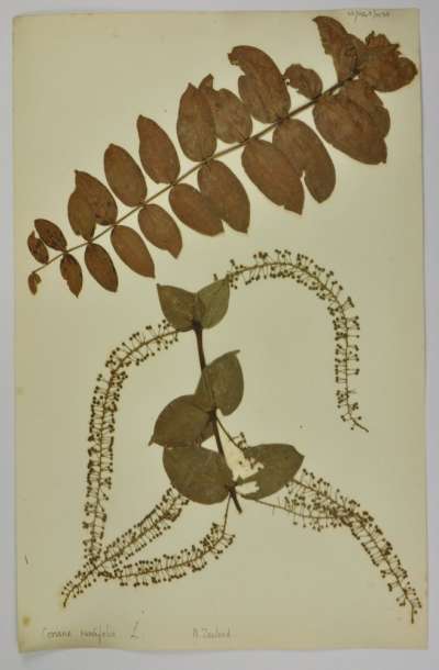CORIARIACEAE: Coriaria ruscifolia L.: deu