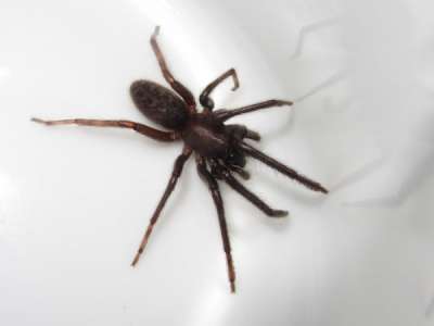 SEGESTRIIDAE: Segestria florentina (Rossi, 1790): tube web spider