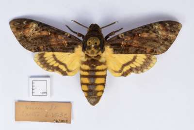 SPHINGIDAE: Acherontia atropos (Linnaeus, 1758): death’s-head hawk-moth