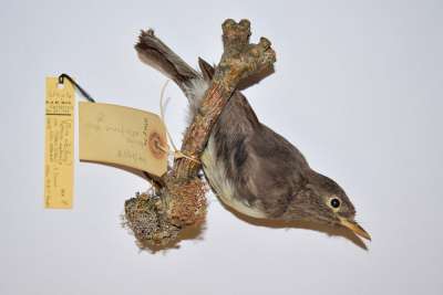PETROICIDAE: Petroica australis (Sparrman): South Island robin