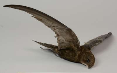 APODIDAE: Apus apus: common swift