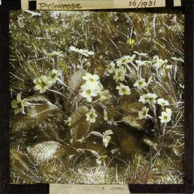 Lantern Slide: Primula vulgaris -- Primrose
