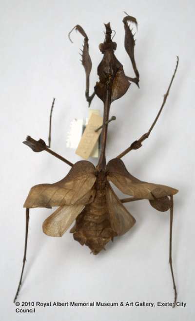 EMPUSIDAE: Gongylus gongylodes (Linn.): wandering violin mantis