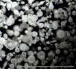 radiolarians: microscope slide preparation