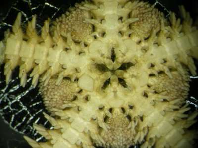 Ophiopholis aculeata (L.): OPHIACTIDAE: brittle-star: disk: ventral aspect