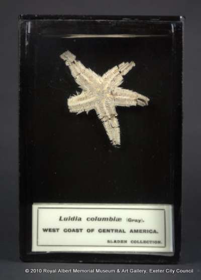 ECHINODERMATA; STELLEROIDEA; Asteroidea; Platyasterida; Luidiidae; Luidia columbiae (Gray)