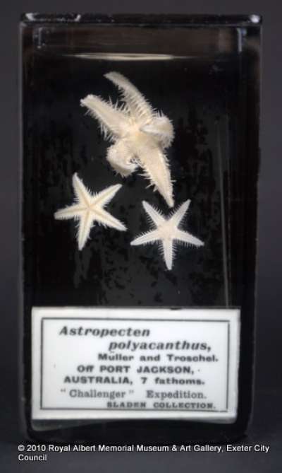 ECHINODERMATA; STELLEROIDEA; Asteroidea; Paxillosida; Astropectinidae; Astropecten polyacanthus Muller & Troschel