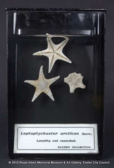ECHINODERMATA; STELLEROIDEA; Asteroidea; Paxillosida; Astropectinidae; Leptychaster arcticus (Sars)