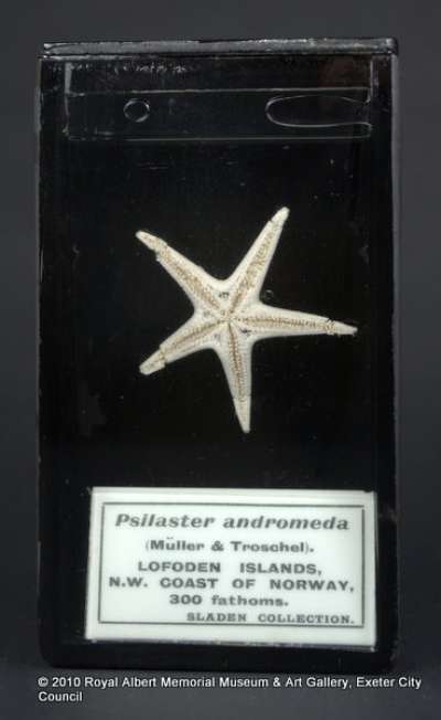 ECHINODERMATA; STELLEROIDEA; Asteroidea; Paxillosida; Astropectinidae; Psilaster andromeda (Muller & Troschel)
