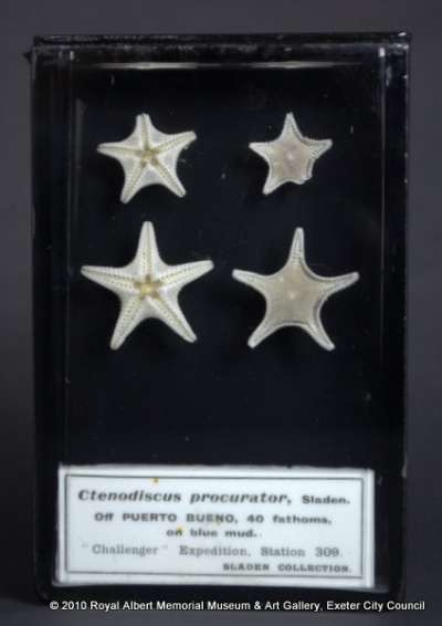 ECHINODERMATA; STELLEROIDEA; Asteroidea; Paxillosida; Goniopectinidae; Ctenodiscus procurator Sladen