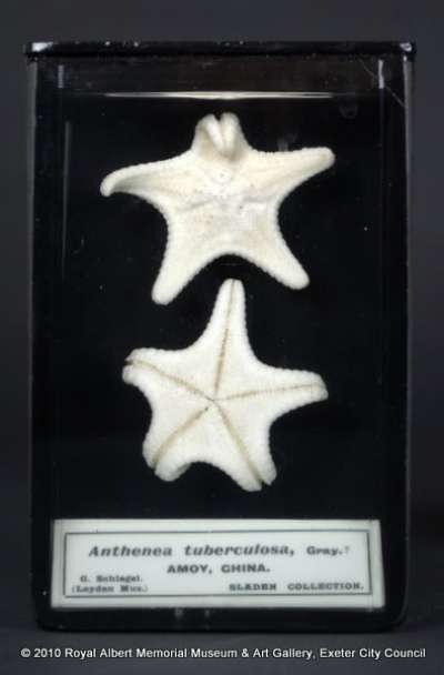 ECHINODERMATA; STELLEROIDEA; Asteroidea; Valvatida; Oreasteridae; Anthenea pentagonula (Lamarck)