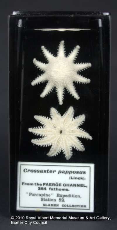 ECHINODERMATA; STELLEROIDEA; Asteroidea; Spinulosida: Solasteridae; Crossaster papposus septemtrionalis Sladen