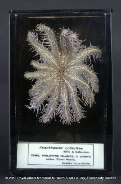ECHINODERMATA; STELLEROIDEA; Asteroidea; Spinulosida: Acanthasteridae; Acanthaster planci (Linnaeus)