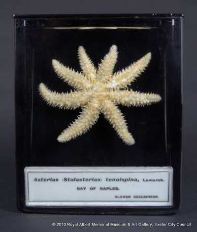 ECHINODERMATA; STELLEROIDEA; Asteroidea; Forcipulatida; Asteriidae; Coscinasterias tenuispina (Lamarck)