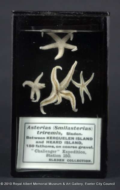 ECHINODERMATA; STELLEROIDEA; Asteroidea; Forcipulatida; Asteriidae; Smilasterias triremis Sladen