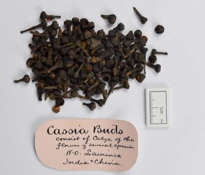 FABACEAE: Cassia species: cassia
