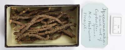 RUBIACEAE; Carapichea ipecacuanha: ipecacuanha