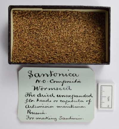 ASTERACEAE: Artemisia maritima: sea wormwood