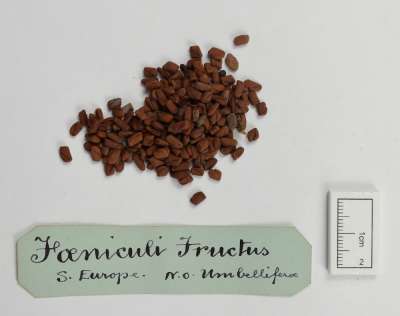 APIACEAE; Foeniculum species: foeniculi fructus