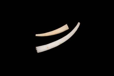 DENTALIIDAE: Dentalium octagonum: tusk shell