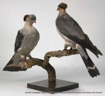 COLUMBIDAE: Lopholaimus antarcticus (Shaw):  topknot pigeon