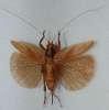 insect: bush cricket
