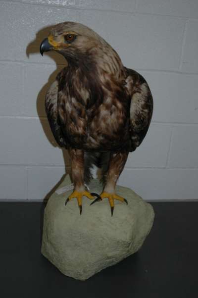 ACCIPITRIDAE: Aquila chrysaetos (Linnaeus): golden eagle