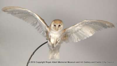TYTONIDAE: Tyto alba (Scopoli): barn owl