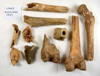 faunal bone