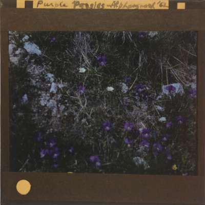 Lantern Slide: Purple Pansies