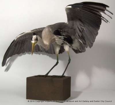 ARDEIDAE: Ardea cinerea Linnaeus: grey heron