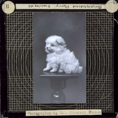 Lantern Slide: Pomeranian Puppy, 8 weeks old