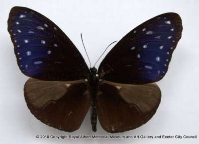 NYMPHALIDAE: Euploea mulciber (Cramer, [1777]): striped blue cow